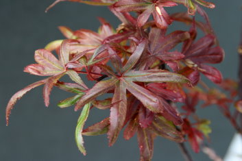 Acer palmatum Briella's Broom