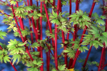 Acer palmatum Fjellheim