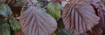 z Corylus avellana Red Majestic ( Contorted hazelnut)