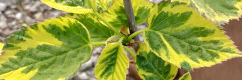 z Davidia involucrata Aya nishiki