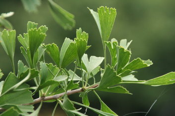Ginkgo biloba Tubifolia 