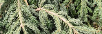 z Conifer Picea abies Frohburg