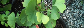 z Ginkgo biloba DJ's Bowtie