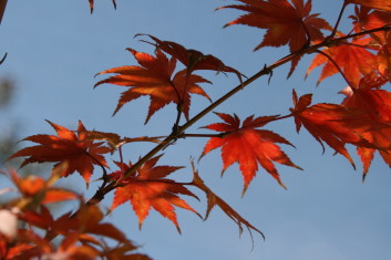 Acer sieboldianum Sode-no-uchi