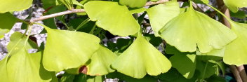 z Ginkgo biloba Elmwood Fastigiate AKA Elmwood Upright