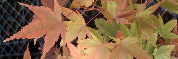 Acer palmatum Lady's Choice