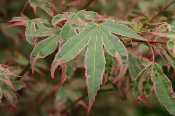 Acer palmatum Shojo no mai