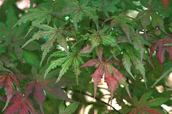 Acer palmatum Kasagi yama