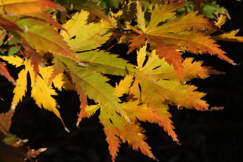 Acer palmatum Lutescens