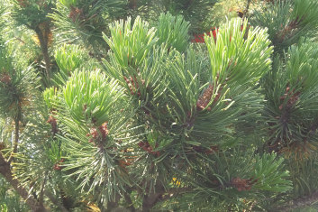 Pinus mugo Pal Maleter