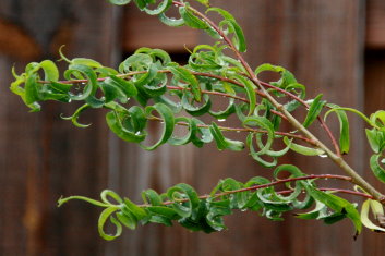 Salix babylonica Crispa ( ring leaf weeping willow)