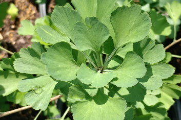 Ginkgo biloba Folkert's Select