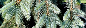 z Conifer Picea pungens The Blues