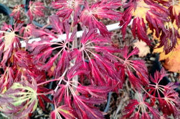 Acer japonicum Oregon Fern