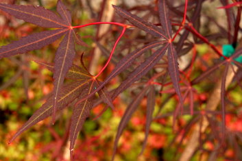 Acer palmatum Beni chaparrito