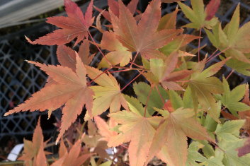 Acer palmatum Lady's Choice