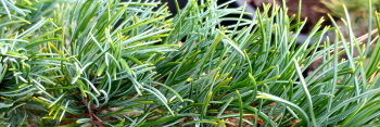 z Conifer Pinus parviflora Bergman