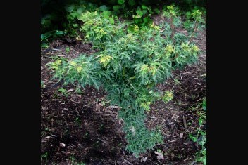 Acer palmatum Ojishi