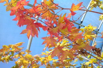 Acer circinatum Herbstfeuer / Autumn Flame