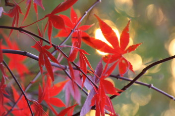 Acer palmatum Red Wonder / Scarlet Wonder