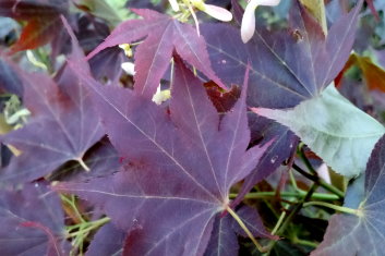 Acer palmatum Taimin nishiki