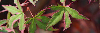 Acer palmatum Searles Variegated