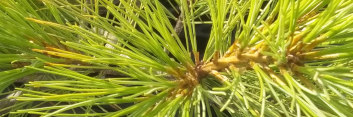 z Conifer Pinus strobus Pendula