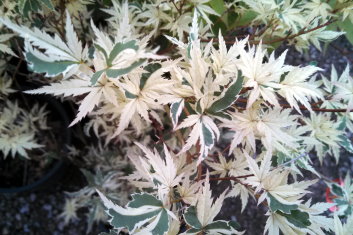 Acer palmatum Butterfly