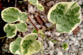 Disanthus cercidifolius Ena nishiki