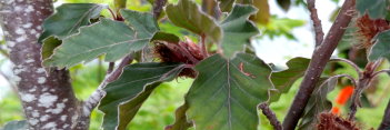 z Fagus sylvatica Fragrant Farms