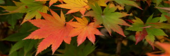 Acer sieboldianum Mikasa yama