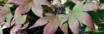 Acer palmatum Boskoop Glory