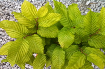 Carpinus betulus Columnaris Nana