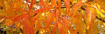 Acer palmatum Eagle's Claw / Washi no tsume