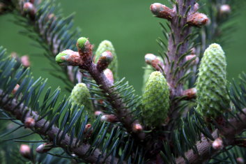 Abies koreana Silberlocke