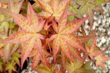 Acer palmatum Corallinum