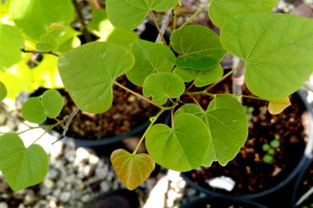Cercis canadensis Ace of Hearts