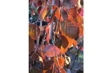 Fagus sylvatica Purple Fountain