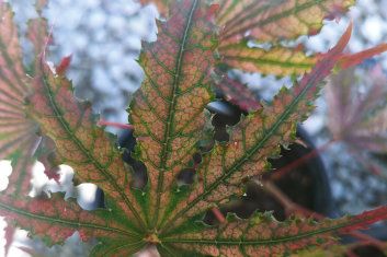 Acer palmatum Nebula
