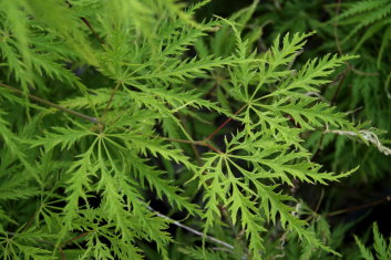 Acer palmatum Suisei