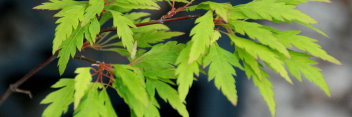 Acer palmatum Hagoromo