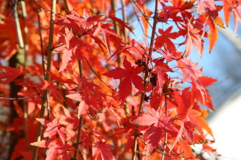 Acer palmatum Ryusen on Pine Bark Maple trunk