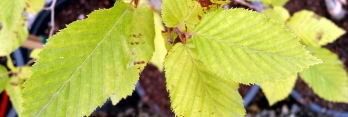 z Carpinus betulus Pendula