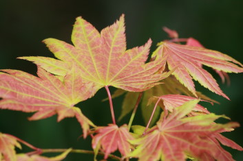 Acer shirasawanum Moonrise