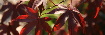 Acer palmatum Margaret Bee