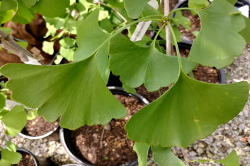 Ginkgo biloba Horizontalis Nana