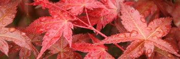 Acer palmatum Chishio Improved (Also see Shishio Improved)