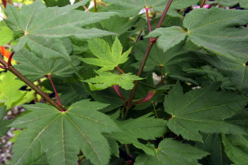 Acer circinatum Pacific Purple