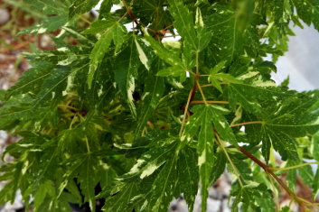 Acer palmatum Ryugu