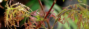 Acer palmatum Baby Lace